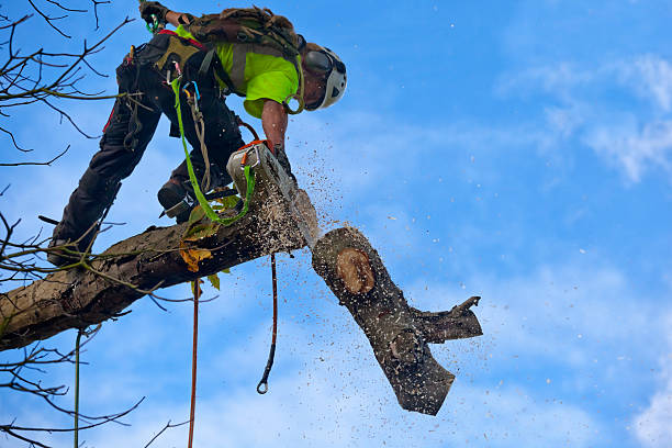 How Our Tree Care Process Works  in  Franklin Park, PA